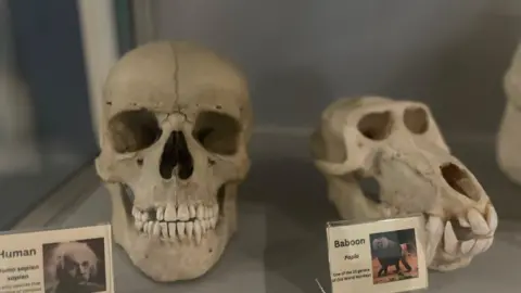 BBC A human skull and a baboon skull in a display cabinet