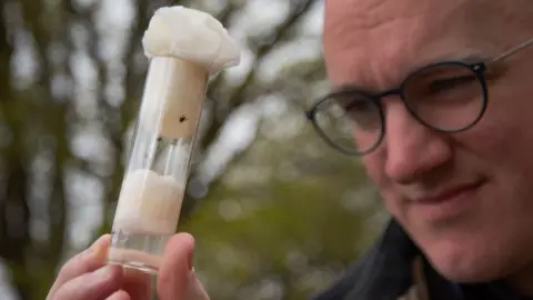 BBC/Emma Lynch James Gallagher looking at vial of ticks collected from field search