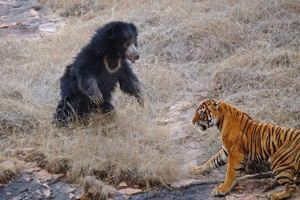 A sloth bear stands on its hind legs as a tiger approaches in some yellow-gray grass.