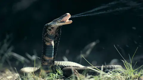 Getty Images A Mozambique spitting cobra