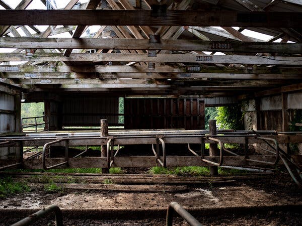 Interior of an empty barn, weeds peeking up through the floor.