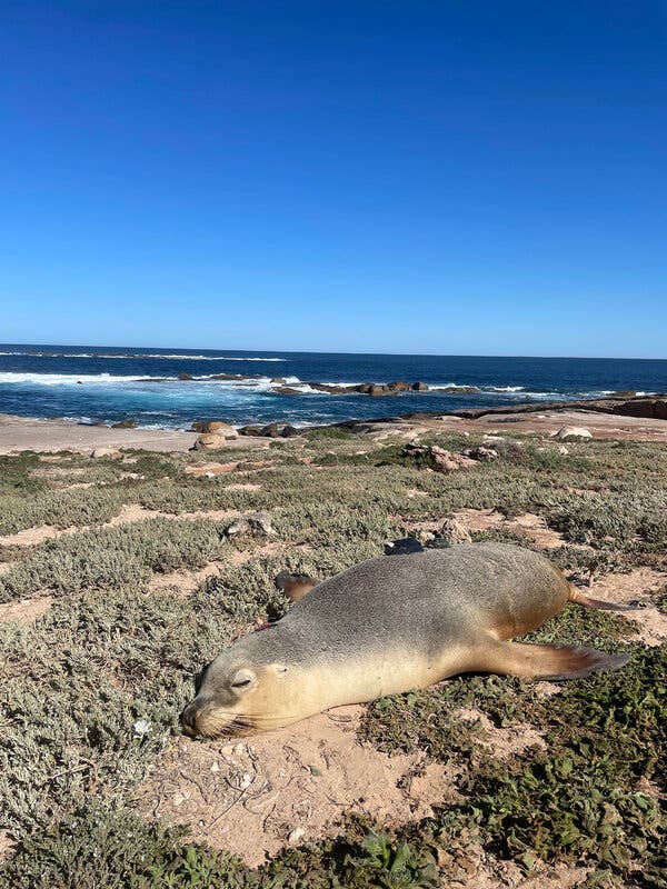 A sea lion with a small camera attached to its back and another small implanted device on its head rests in some brush by the seashore.