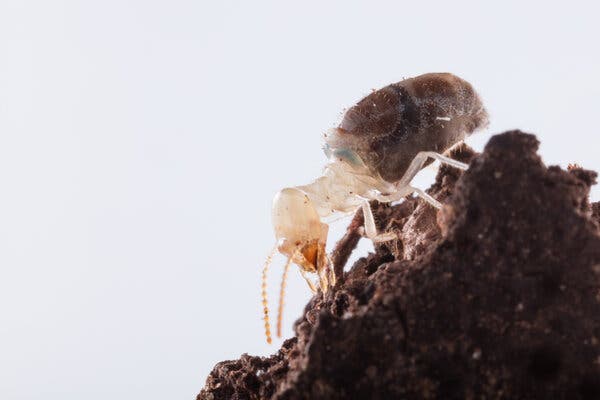 A termite standing on a sloped mount of dirt, with a hint of the blue mark that signals it is carrying a dose of poison.