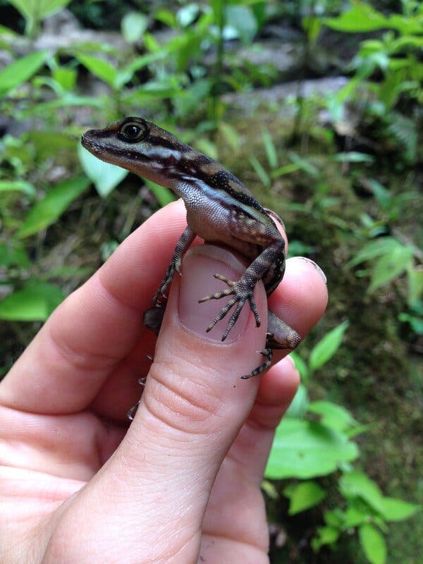 A water anole held in a person’s hands.