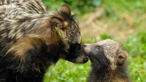 Getty Images A mother racoon dog attending to her offspring