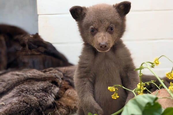 A black bear with brownish fur stands in the room where he is cared for. He looks straight ahead, making eye contact.