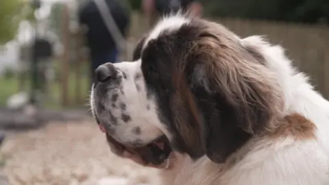 Myfi is a rather magnificent brown and white St Bernard dog, which is a very large breed. Her head fills much of the picture and she is sat with the grounds of Brynawel House in the background.