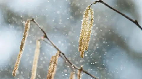 Getty Images Pollen is visibly blowing through the air from a tree