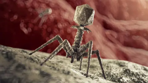 Getty Images The phage has a five spindly legs a corkscrew body and then atop it sits an angular capsule. It looks like a cross between a moon lander, a sinister alien and a nightmare fuel insect.