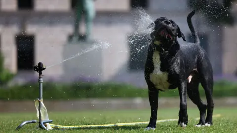 EPA-EFE/Shutterstock A dog is splashed by water from a grass sprinkler.