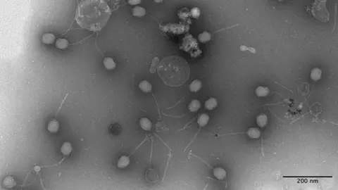 University of Southampton A grey image showing more than a dozen hexagonal shapes with a long tail attached.