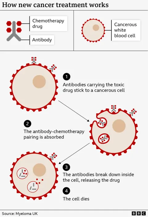 Graphical illustration showing a Y-shaped antibody with red dots, representing the chemotherapy drug, attached. These stick to the surface of a round cancerous cell. The graphic then shows the combo entering the cell, the Y-shaped antibody breaking down and the red dots being released inside the cell.