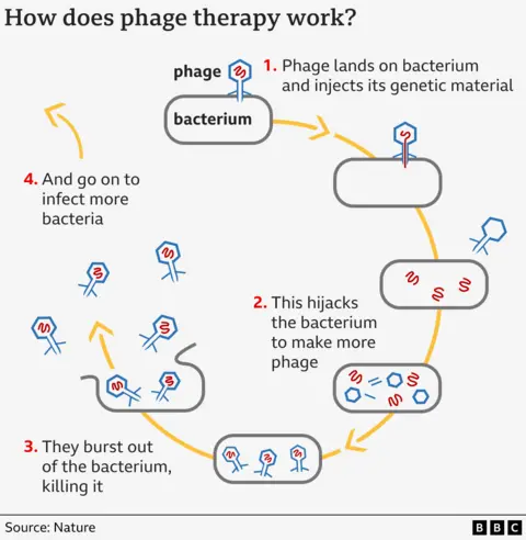 Phage therapy graphic