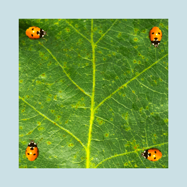 Four red ladybugs on each corner of a square-shaped leaf.