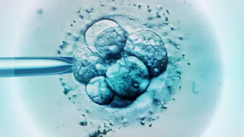Getty Images A ball of tiny spherical cells, six of which are visible, which make up an early stage embryo 