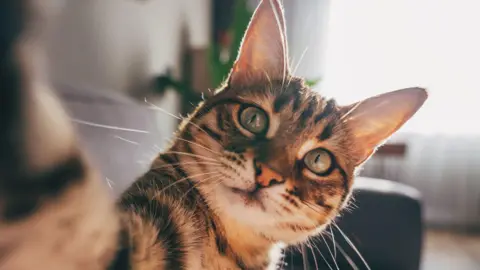 Getty Images Tabby cat staring into the camera and reaching out with it's paw 