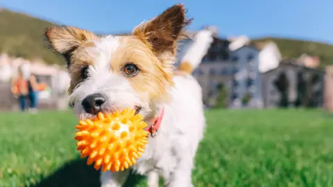 Getty Images A happy-looking Jack Russell terrier dog wearing a red collar holds an orange ball in his mouth while playing in a park. 