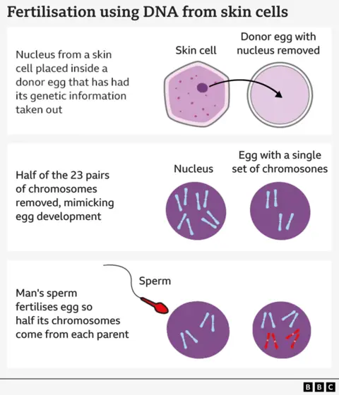 Graphic explaining the different stages of fertilisation using skin cells. It shows the nucleus from skin cell being placed inside a donor egg that has had its genetic information removed. Then, underneath, it shows a purple nucleus having half of its 23 pairs of chromosomes removed to mimic a normal egg. Under that, a man's sperm is shown fertilising the egg and adding its chromosomes so that half come from each parent.
