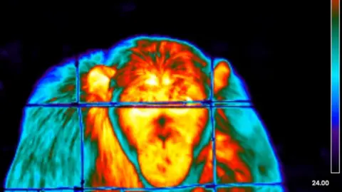 Gilly Forrester/University of Sussex A thermal image of a chimpanzee in captivity. Its face is yellow and red, indicating warmth. 